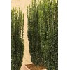 Sky Pencil Japanese Holly - 1 Live Gallon Size Plant