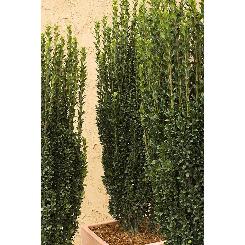 Sky Pencil Japanese Holly - 1 Live Gallon Size Plant