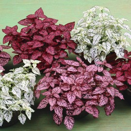 Outsidepride Hypoestes Splash Plant Seed Mix - 400 Seeds