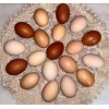 Unbranded 12 Fertile Chicken Eggs Rooster Exposed Dozen Fresh Mixed