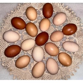 Unbranded 12 Fertile Chicken Eggs Rooster Exposed  Dozen Fresh Mixed Layer Breeds Unwashed
