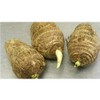 3 Live Colocasia Esculenta Elephant Ear Taro Gabi Kalo Eddo
