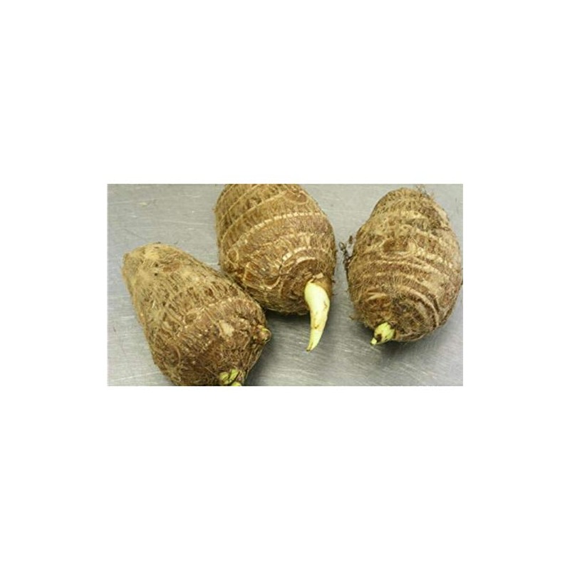 3 Live Colocasia Esculenta Elephant Ear Taro Gabi Kalo Eddo