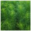 Everwilde Farms - 1 Lb Bouquet Dill Herb Seeds -