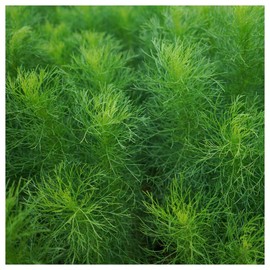 Everwilde Farms - 1 Lb Bouquet Dill Herb Seeds - Gold Vault