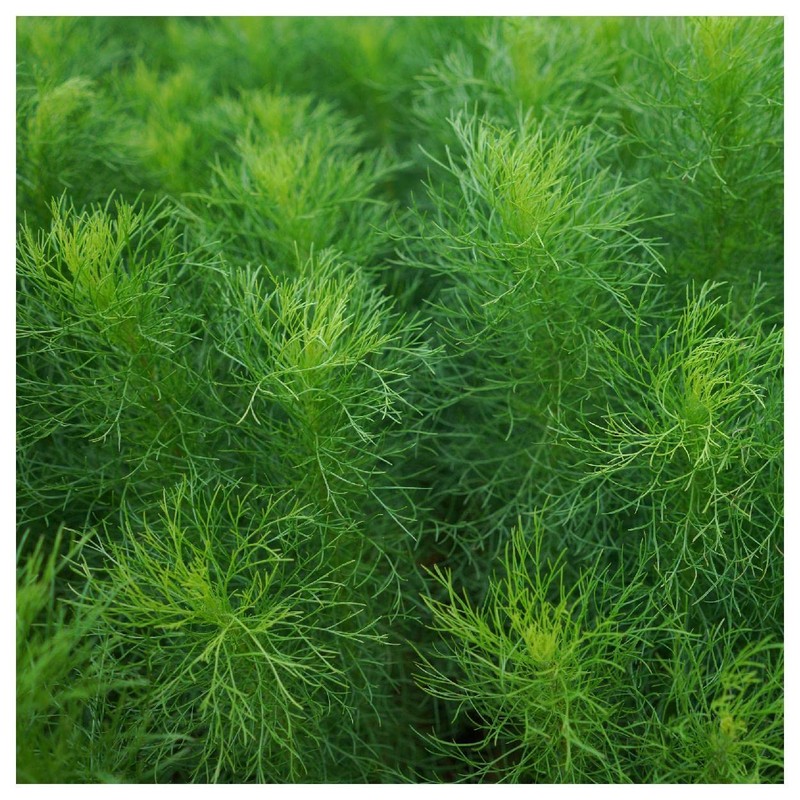 Everwilde Farms - 1 Lb Bouquet Dill Herb Seeds -