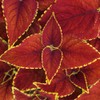 Charm goods Coleus Forskohlii Forskolin Extract Powder 100% 2 cans