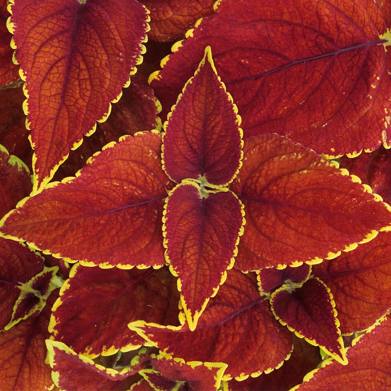 Charm goods Coleus Forskohlii Forskolin Extract Powder 100% 2 cans