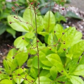 Hazzard's Seeds Talinum paniculatum Jewels of Opar     250 seeds