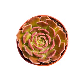 Live Echeveria Succulent Plant – Fully Rooted 4-Inch Echeveria Succulent (Echeveria Brown Rose)
