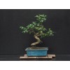 Fukien Tea Bonsai Flowering Plant 10" Tall with 5"x 8"