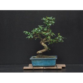 Fukien Tea Bonsai Flowering Plant 10" Tall with 5"x 8" Pot Over 10 Years Old
