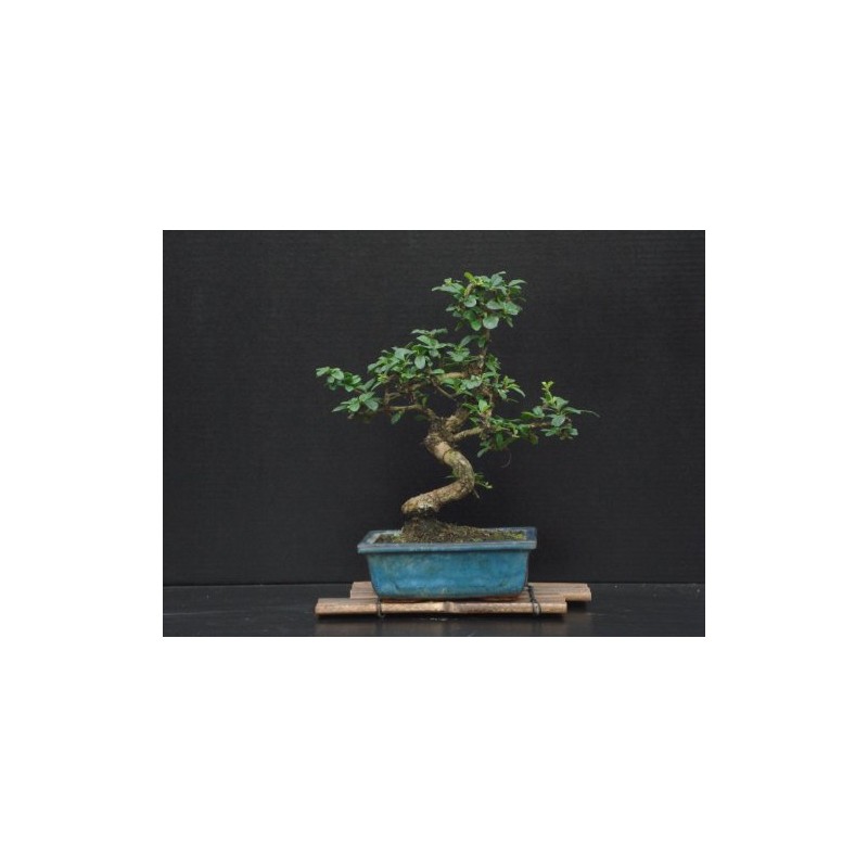 Fukien Tea Bonsai Flowering Plant 10" Tall with 5"x 8"