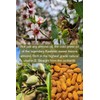 Generic Mamra Almond Oil With Geranium Orange Essential Oils. cold