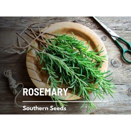 Fresh Rosemary - 50 Seeds - Medicinal & Culinary Herb - GMO Free