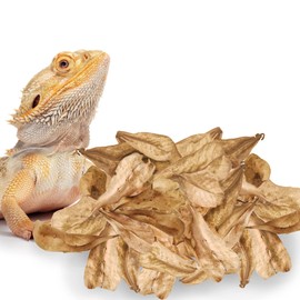 SunGrow Leaf Litter Mini Catappa Indian Almond Leaves for Reptiles, 2 Inches, 100 Pack Provides Hiding Place and Visual Barrier, Maintains Humidity in Vivarium, Aesthetic Tank Décor in Gecko Terrarium