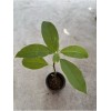 Tree Avocado Fruit Tree 10” With Pot Live Plant Ready