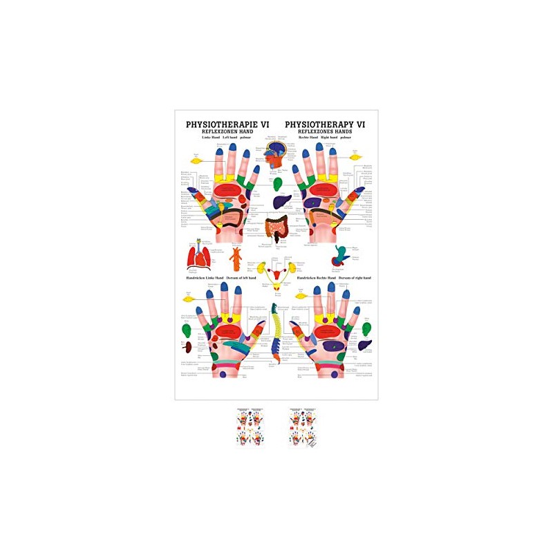 Sport-Tec Reflexzones Hand Mini Poster Anatomy 34 x 24 cm