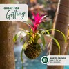 Better-Gro Bromeliad Hanging Kokedama – Indoor/Outdoor Decorative Planter, Low Maintenance