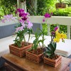 DESQUIGGLE Set of 3 Strong Wooden Orchid Baskets with Hangers,