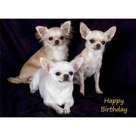 Chihuahua Dog Birthday Card