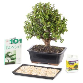 Brussel's Bonsai - Live Dwarf Jade Bonsai Tree in a Grower Bonsai Pot, Indoor Succulent Houseplant, 3 Years Old, 5-8 Inches Tall, Easy Care Plant for Home or Office (Small, Green)