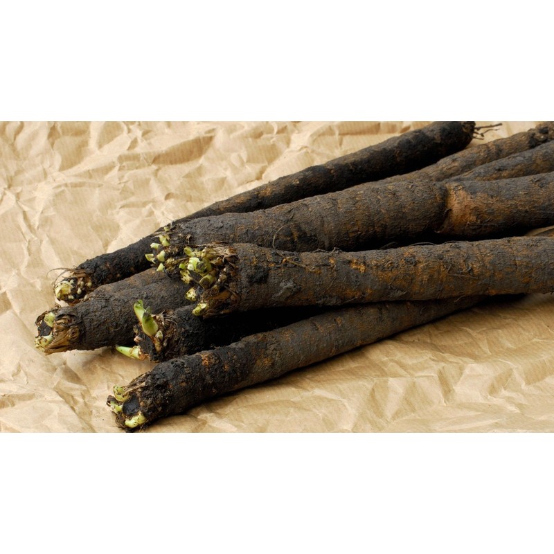 NIKA SEEDS - Vegetable Salsify Black Root - 100 Seeds