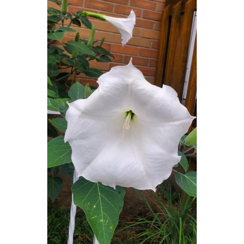 Home Grown 150÷160 Seeds. Datura Stramonium, Jimson Weed, Thorn Apple,Devil's