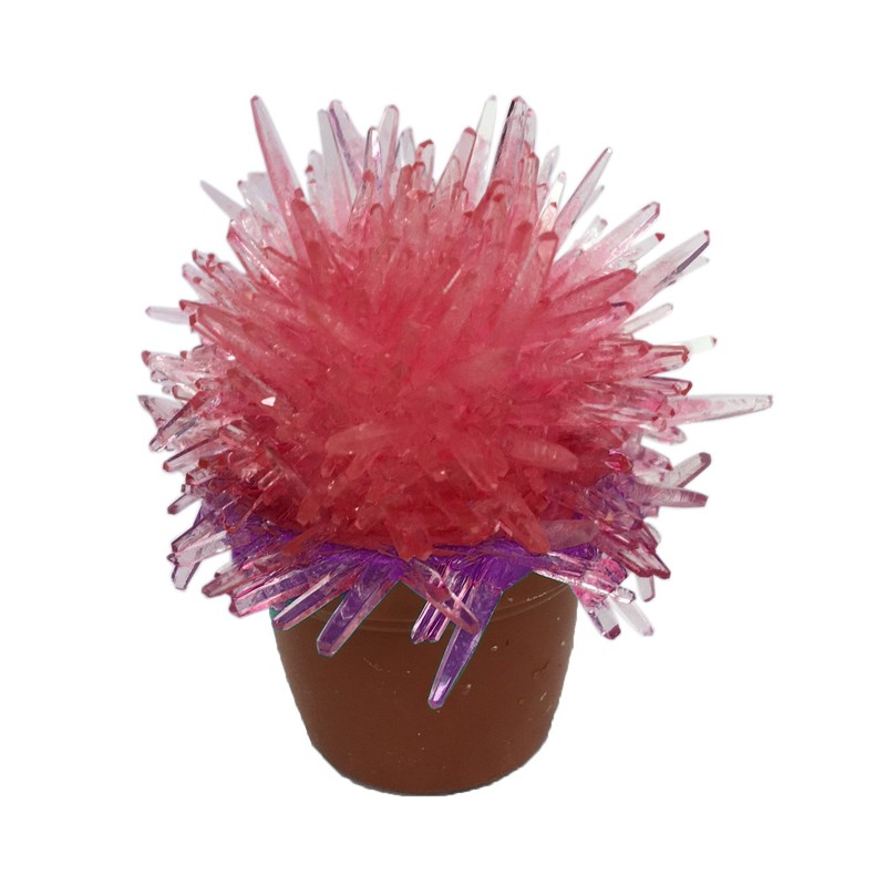 Wonder In Water One Day Crystal Cactus Grow Magic Cactus