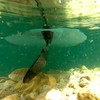Eisbach Riders US-Box Flexible SUP River Fin - Touring River