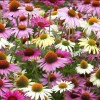 Fairy7Seas Echinacea Seeds - Echinacea Purpurea- Coneflower, Lustre Hybr. Mix