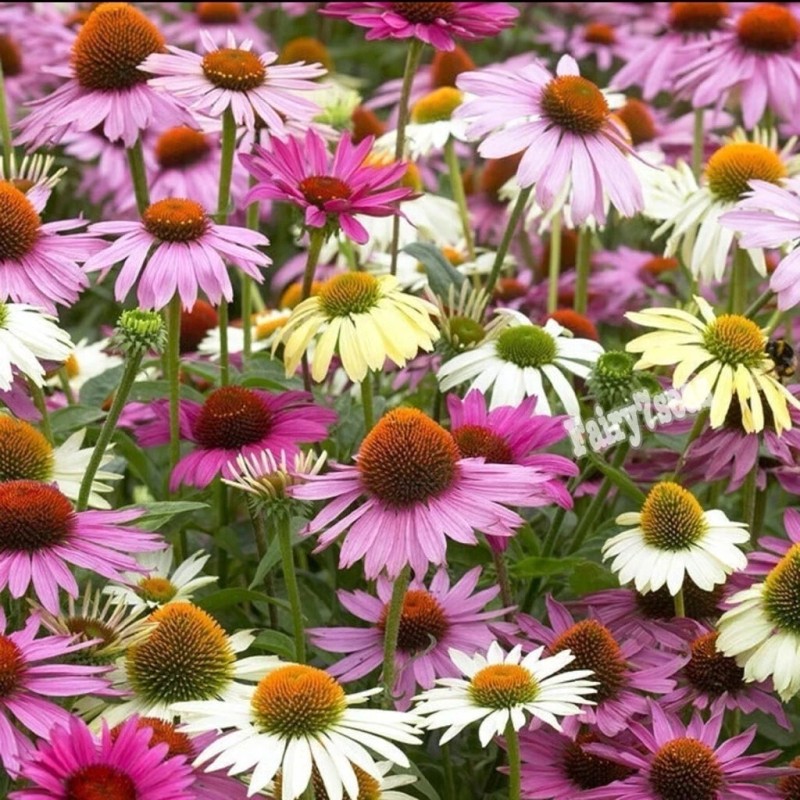 Fairy7Seas Echinacea Seeds - Echinacea Purpurea- Coneflower, Lustre Hybr. Mix