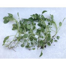 Roots 10 Watercress With Roots Live Plant Aquarium Vegetables Ready To Plant