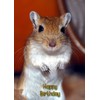 Gerbil Birthday Card