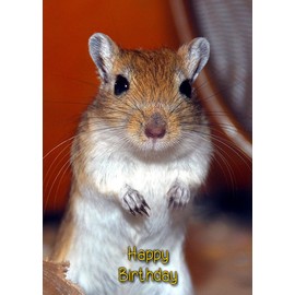 Gerbil Birthday Card