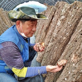 Jiri Mountain Shiitake Mushroom Natural Oak Wood Cultivation Dried Dried Good Shiitake Mushroom Tea Water 200g / 지리산 표고버섯 자연 참나무 원목 재배 말린 건조 좋은 표고 버섯 차 물 200g