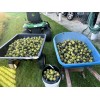 BLACK WALNUTS: 5lbs Fresh Organic 2025 Harvest, Naturally Grown in