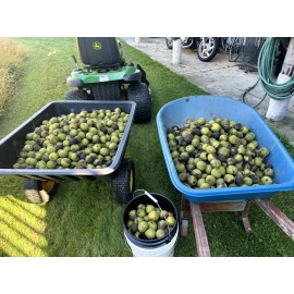 BLACK WALNUTS: 5lbs Fresh Organic 2025 Harvest, Naturally Grown in Maryland.