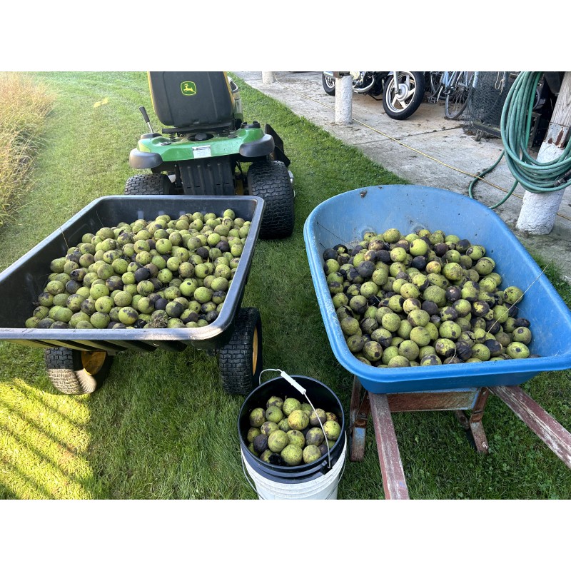 BLACK WALNUTS: 5lbs Fresh Organic 2025 Harvest, Naturally Grown in