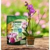 Better-Gro Orchid Plus 20-14-13 - Urea-Free Orchid Fertilizer for Vigorous