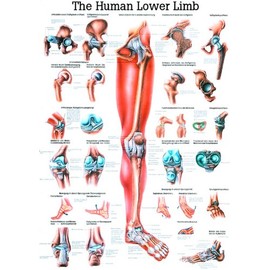 The Lower Extremity Laminated Anatomy Chart