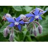 1000+ Borage Herb Seeds -- Pest Repellent -- Heirloom --