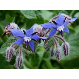 1000+ Borage Herb Seeds -- Pest Repellent -- Heirloom -- NON GMO -- FRESH