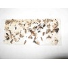 Tred-Not 10 pk ALL INSECT STICKY TRAPS. Fly, Spider, Cricket,