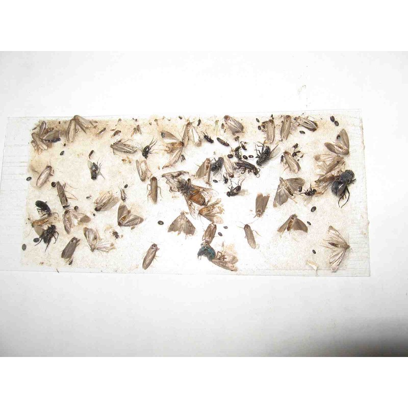 Tred-Not 10 pk ALL INSECT STICKY TRAPS. Fly, Spider, Cricket,