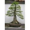 CZ Grain 10 Bald Cypress Bonsai Seeds for Planting Exotic