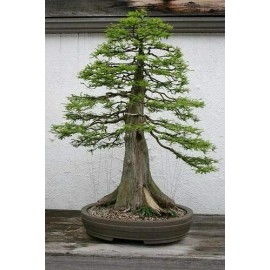 CZ Grain 10 Bald Cypress Bonsai Seeds for Planting Exotic Bonsai Tree