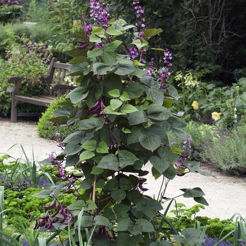 Outsidepride Green Lablab Hyacinth Bean Vine Seeds - 100 Pcs