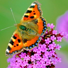 Little Seed Store 501+PURPLETOP VERVAIN Flower Seeds Native Wildflower Herb Tea Drought Container