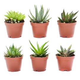 Live Indoor Succulent Plants – 2-inch Assorted Small Succulent – Real Fully Rooted Indoor Succulent Plants (6)